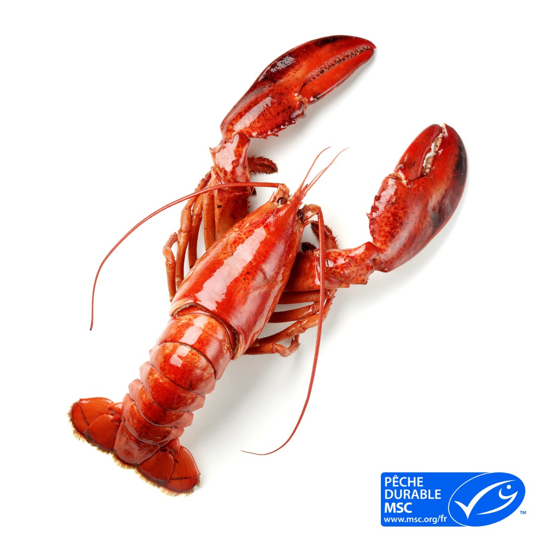 Homard Entier cuit Canadien