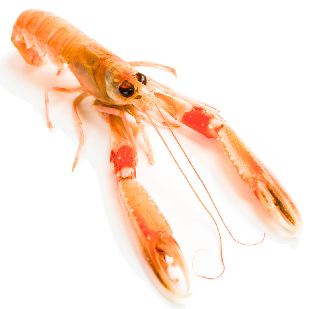 Langoustines royales, entières et crues du Danemark