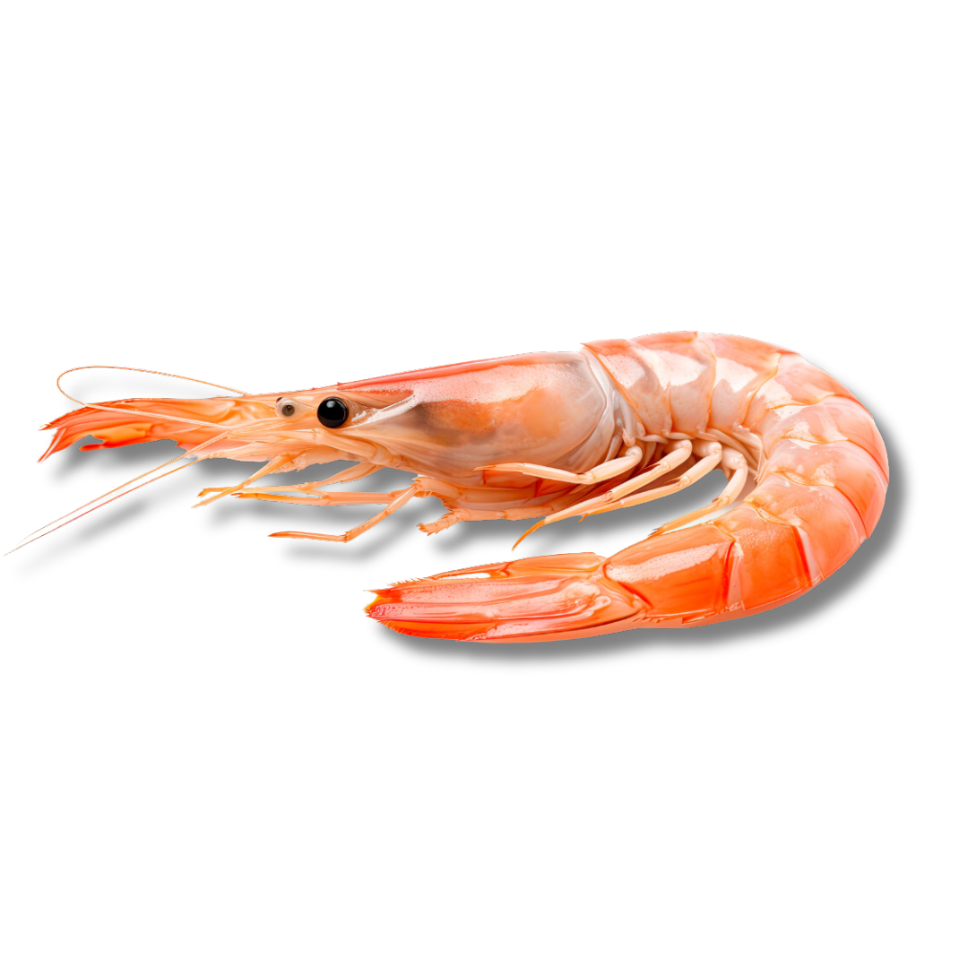 Crevettes rouges crues 10/20 mer d'Argentine