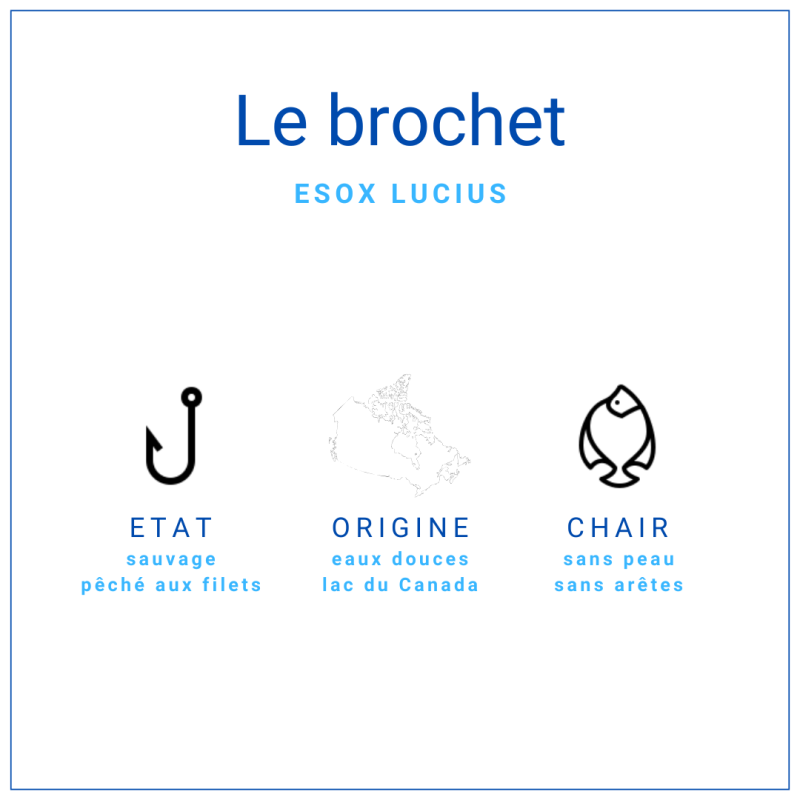 Chair de brochet hachée surgelée sur terre