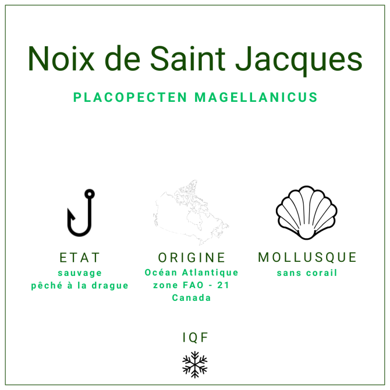 Noix de Saint Jacques sans corail surgelées