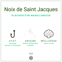 Noix de Saint-Jacques 20/30, MSC et sans corail