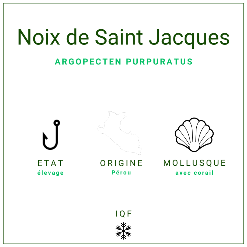 Noix de St Jacques avec corail d'origine Pérou