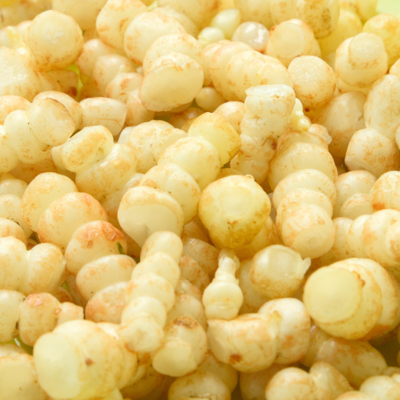 Crosnes tubercules IQF, plante nature de Chine