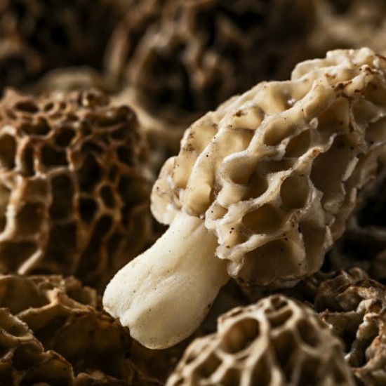 Morilles entières Morchella Esculenta Conica