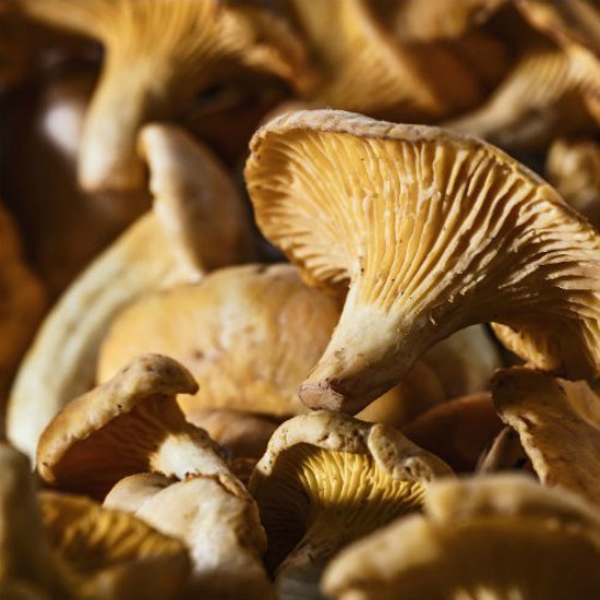 Mini Girolles Entières Cantharellus Cibarius